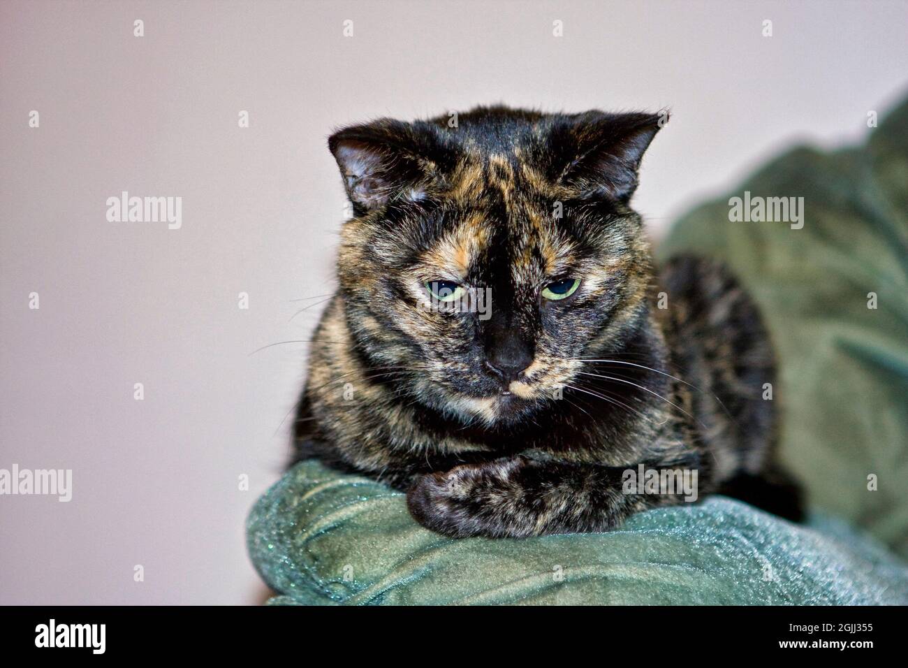Tortie Pussycat, der sich auf der Rückseite des Sofas niederlegt und aufmerksam auf etwas starrt Stockfoto