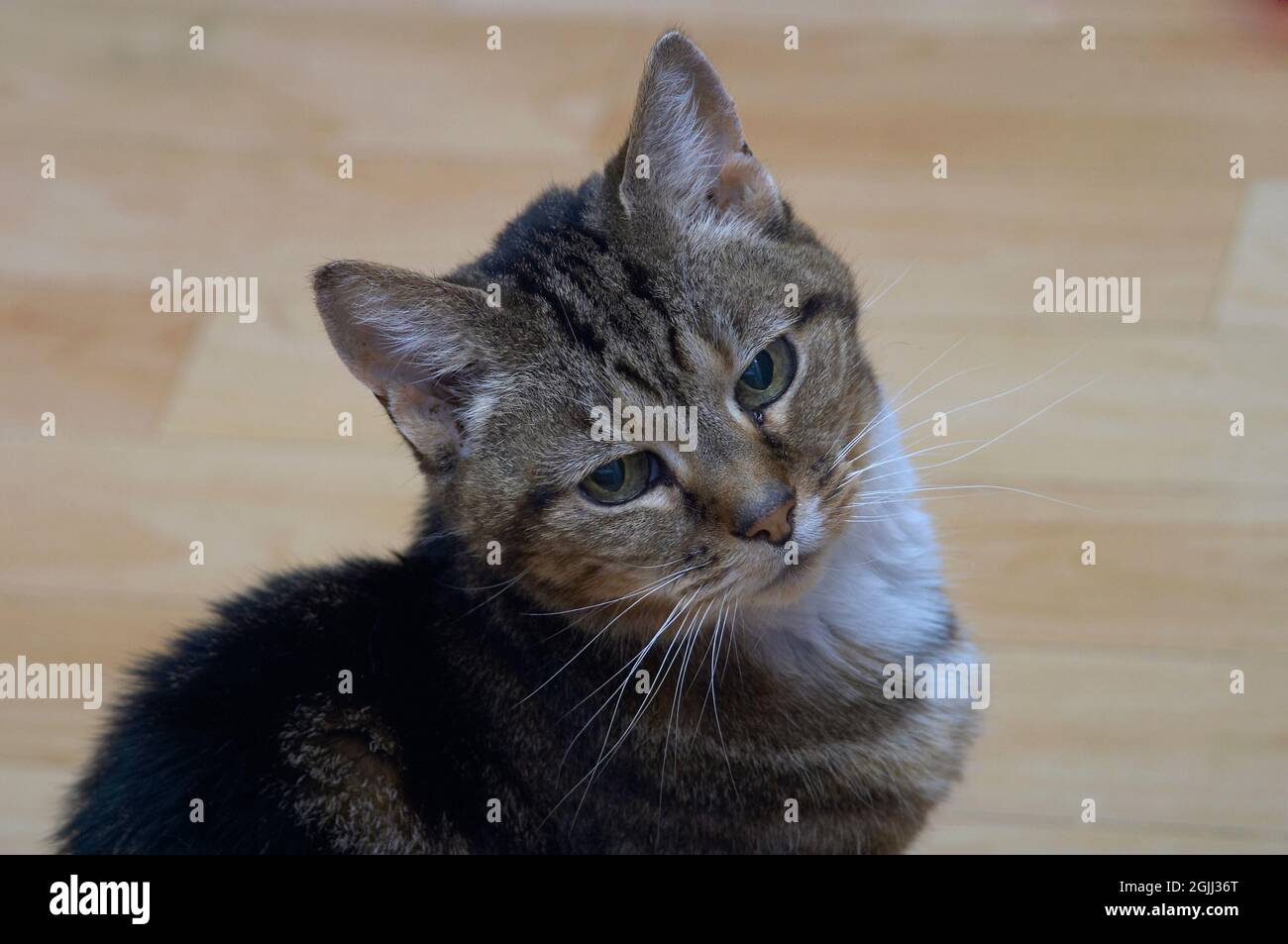 Petite Adult Tabby Cat macht Blickkontakt mit der Kamera Stockfoto
