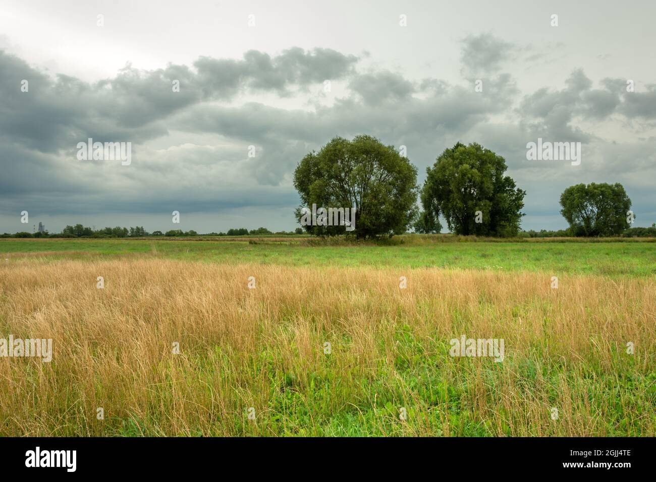 Wilde Wiese mit Bäumen und grauen Wolken, Nowiny, Polen Stockfoto