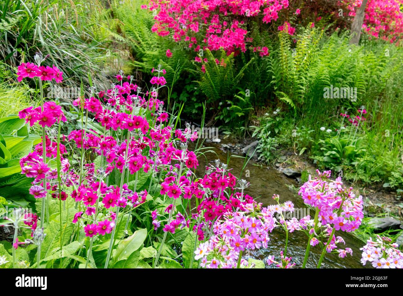 Blumen grenzt an den Frühling, Gartenbach, Randpflanzen im Frühlingsgarten Stockfoto