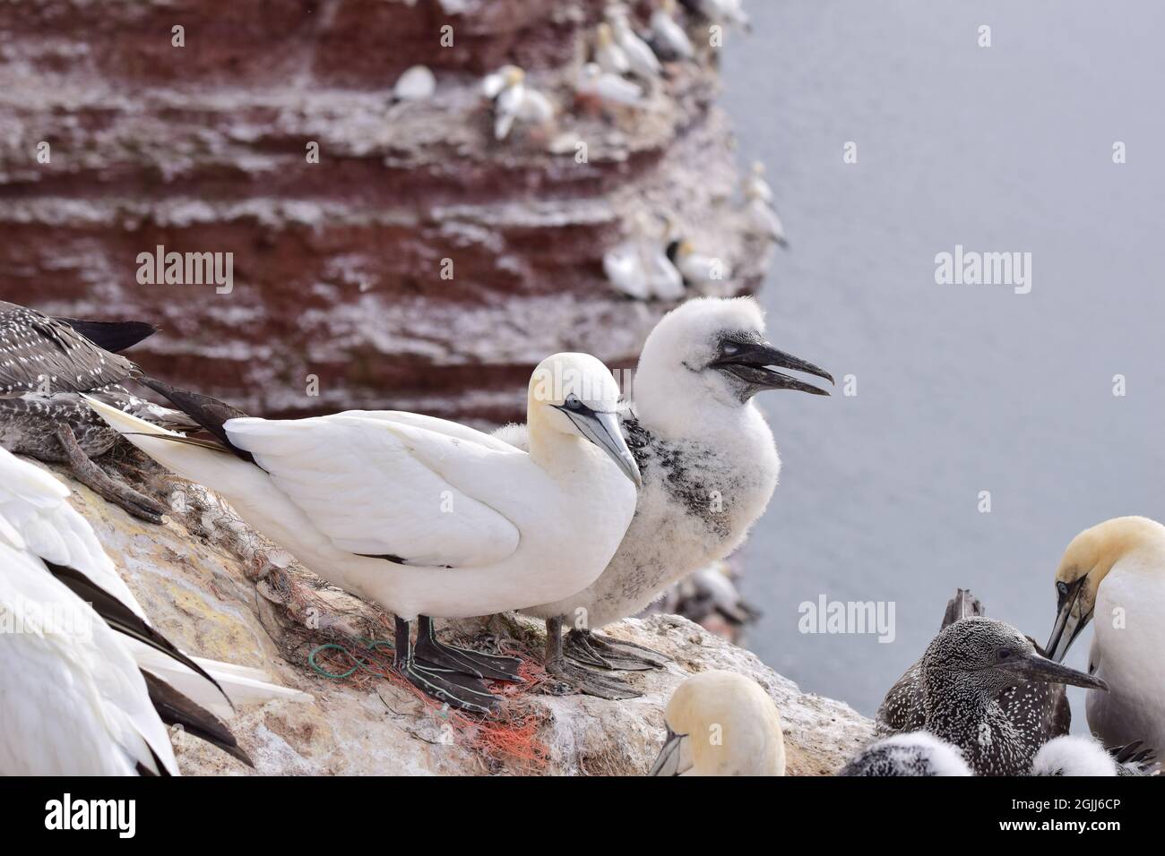 Nordtölpel mit einem Jungen auf den Felsen sitzen Stockfoto