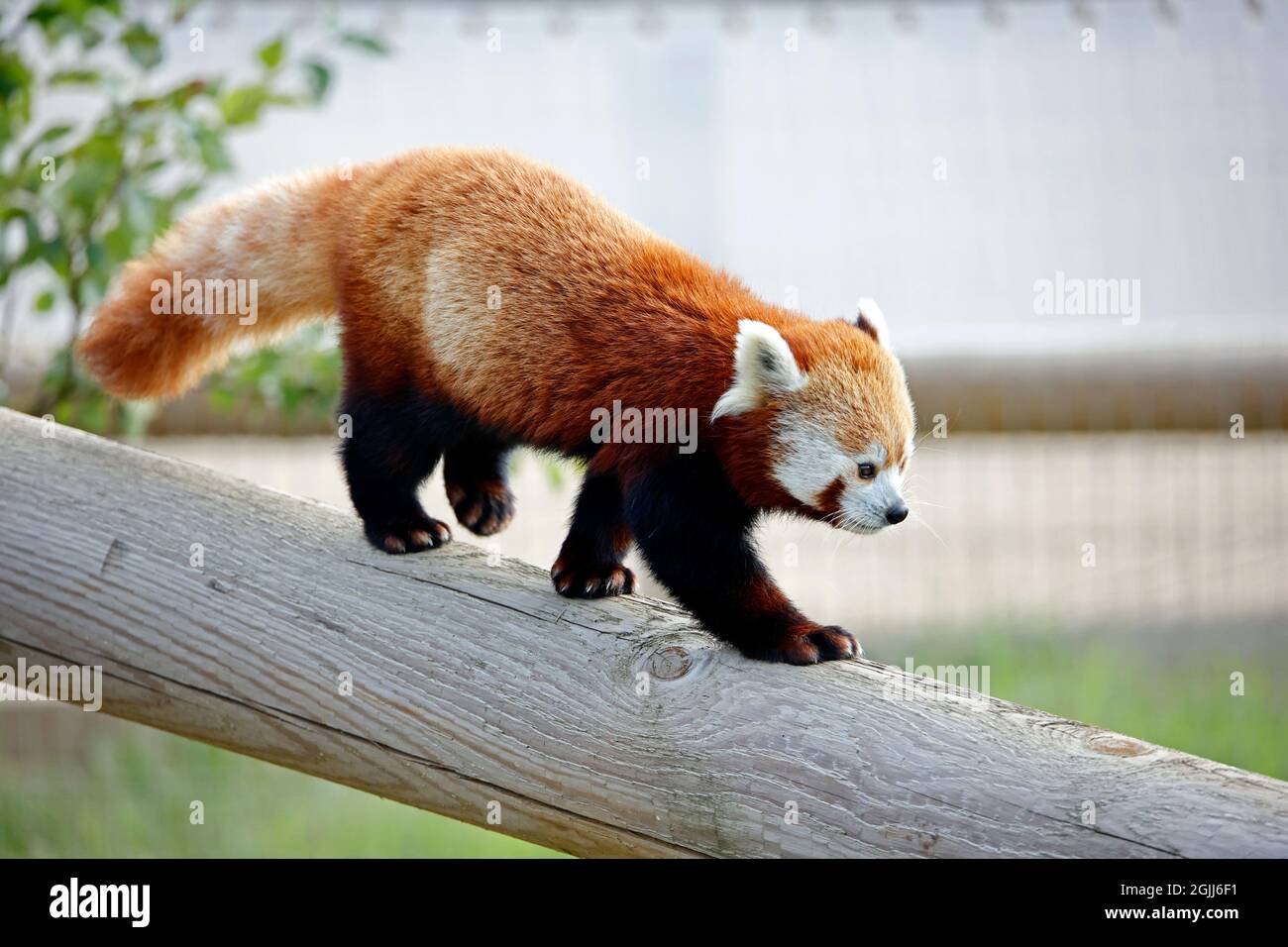 Roter Panda in einem Wildpark Stockfoto