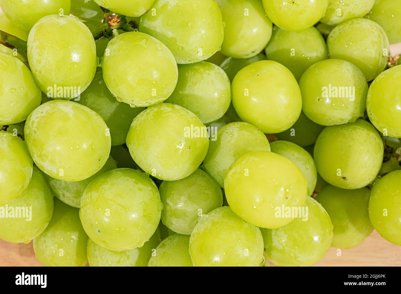 Shine Muscat Grape isoliert auf weißem Hintergrund. Stockfoto