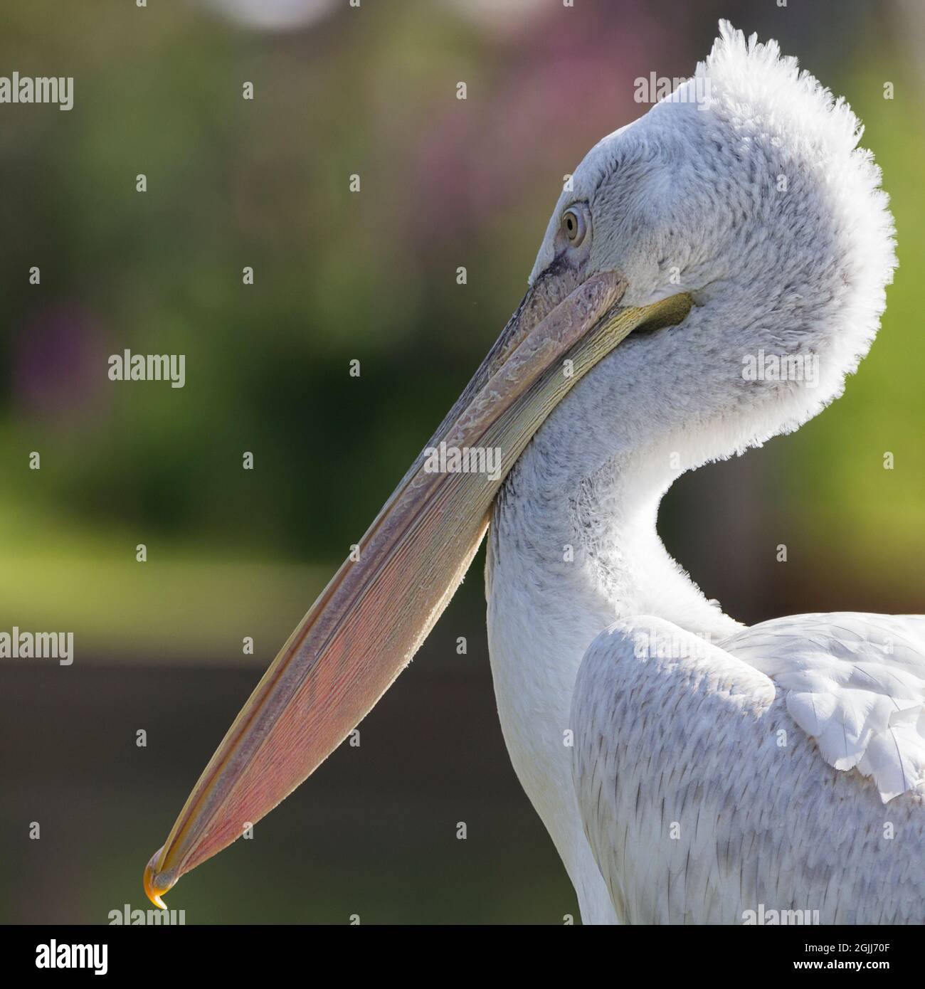 Dalmatinischer Pelikan-Gefangener Vogel bei arundel wwt uk großer gelber orangefarbener Schnabel mit expandierender Beule auf der Unterseite, weißes Gefieder, sonnenbeleuchtetes quadratisches Porträtbild Stockfoto