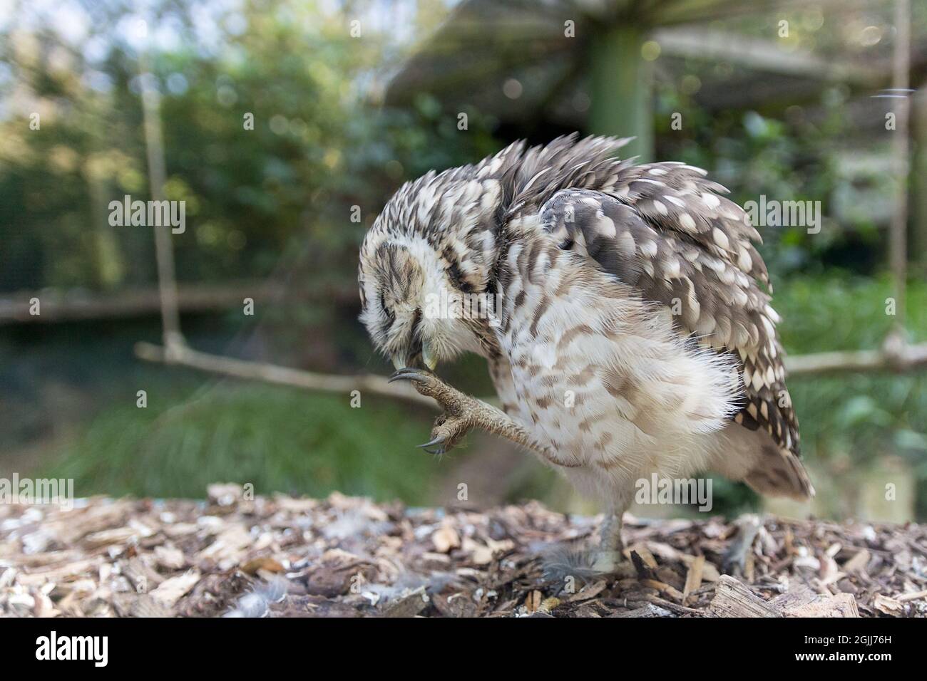 Kleine Eule (Athene noctua) hinter Glas in Gefangenschaft klein mit graubraunen und weißen Gefieder gelben Augen und gehackte Schnabel weißen Augenbrauen Stockfoto