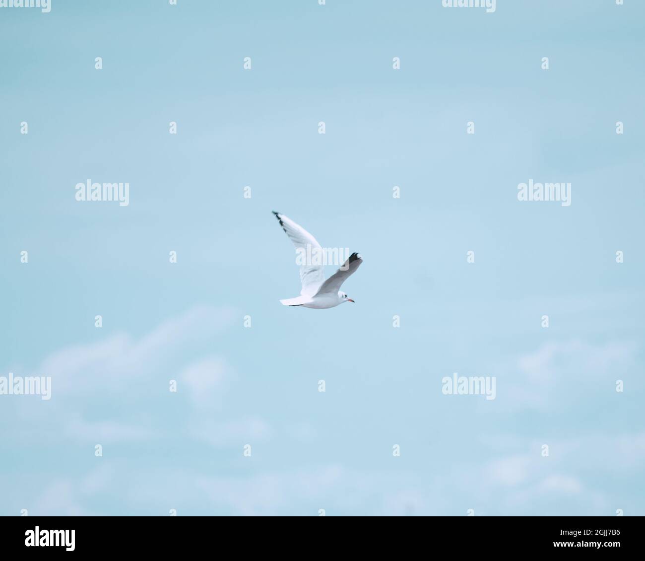 Möwe am Himmel, schöne Aufnahme Stockfoto