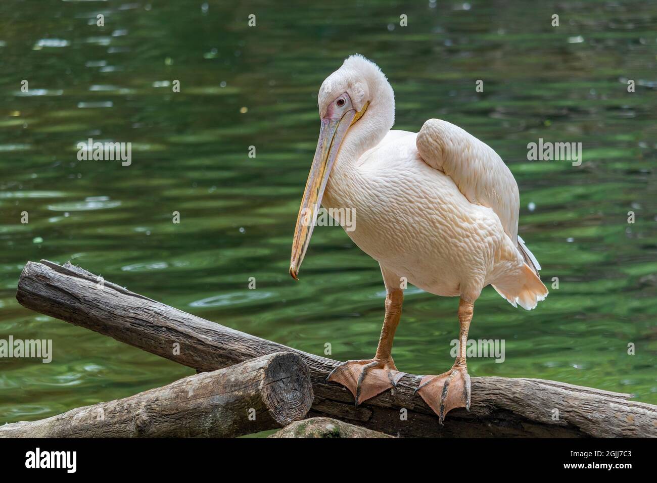 Großer weißer Pelikan - Wasservögel, der auf einem Baumstamm am Ufer eines Flusses steht Stockfoto