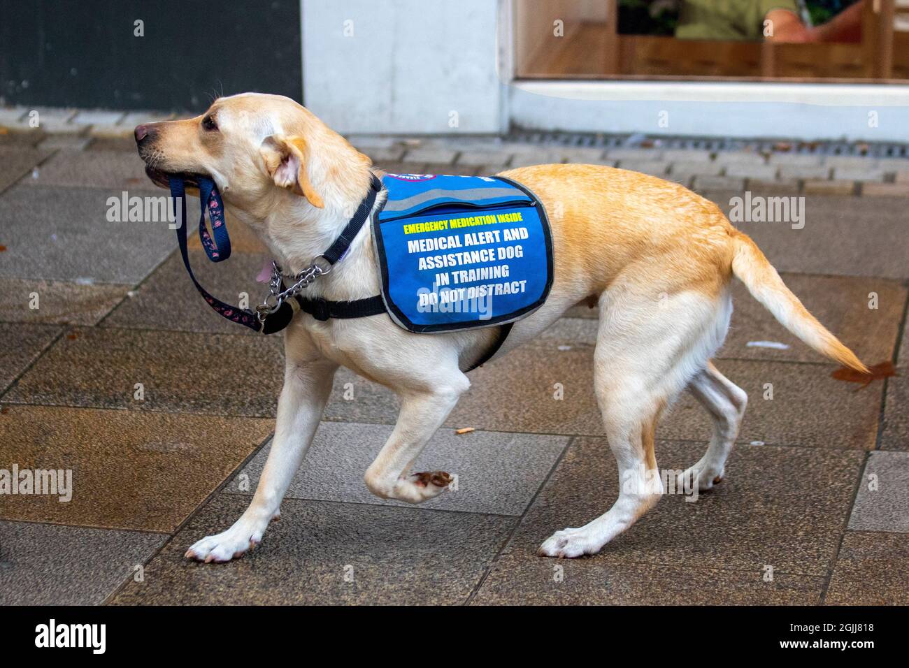 Medizinischer Alarm und Assistenz Hund Golden Labrador Nola in der  Ausbildung. Lenken Sie nicht ab. Nola ist ein Krampfwarnungshund und kann  Menschen mit Epilepsie Minuten – manchmal Stunden – vor seinem Auftreten
