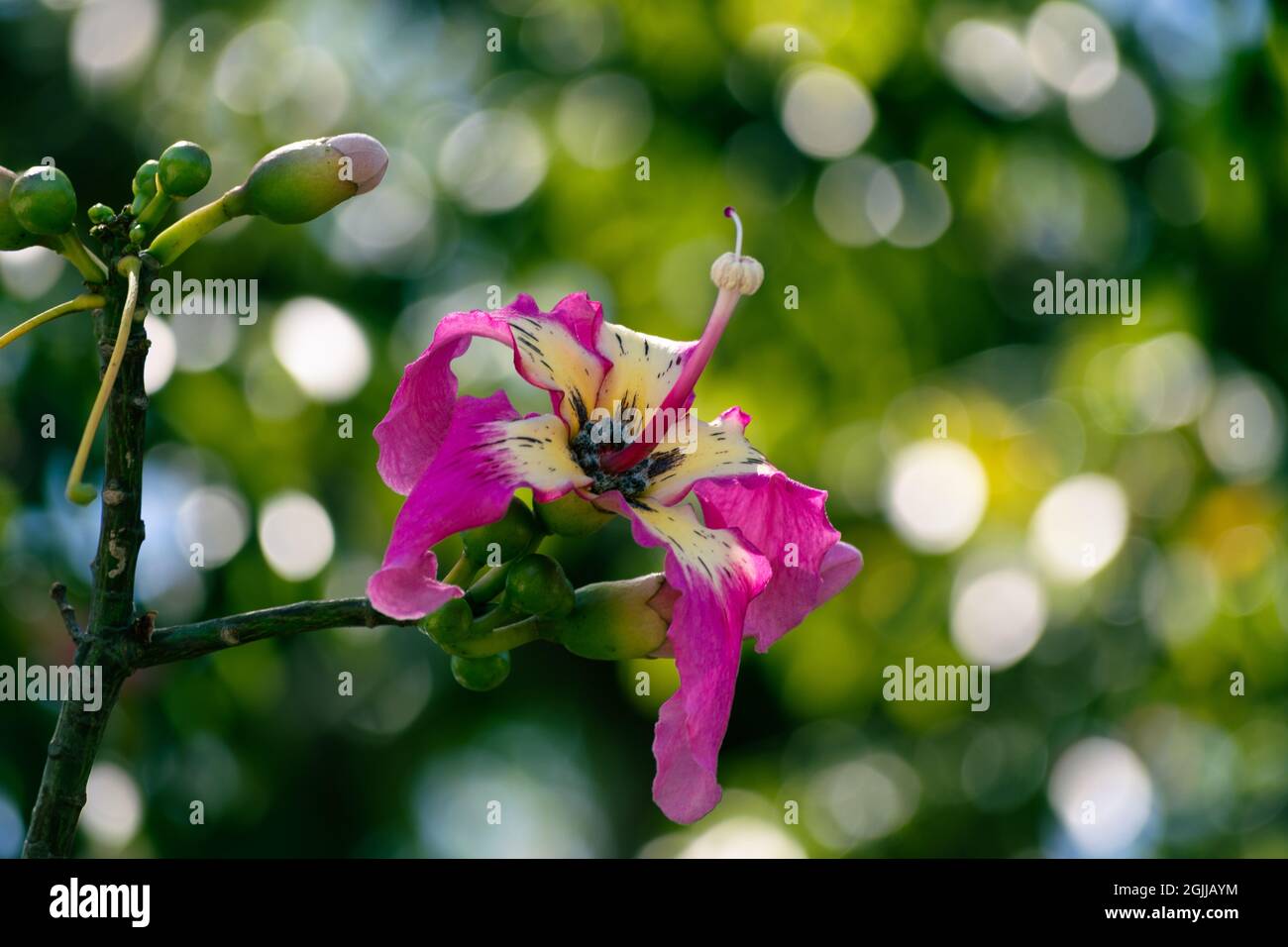 Nahaufnahme einer rosa Blume eines Seidenflossbaums Stockfoto