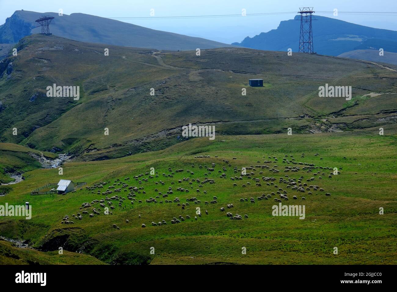 Schöne Aussicht mit Schafen in Bucegi Berge, Babele - Caraiman Cross Trail, Prahova, Rumänien Stockfoto