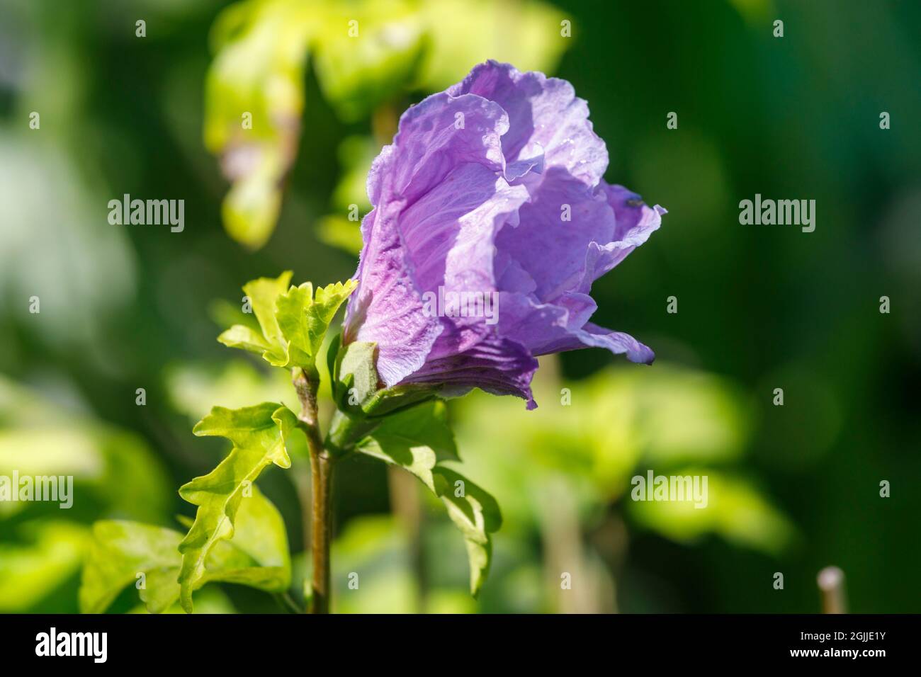 Hibiscus Chiffon Blume, Sussex, Großbritannien Stockfoto