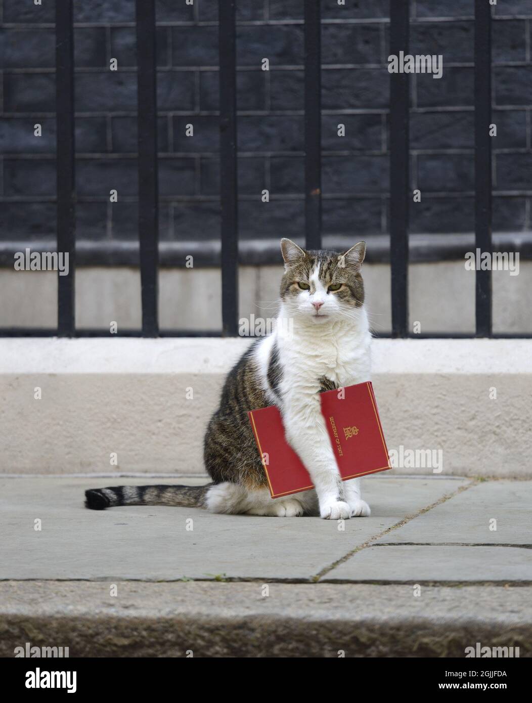 Larry the Cat - seit 2011 Chief Mouser im Kabinett - mit offiziellen Regierungspapieren in der Downing Street. [KANN DIGITAL MANIPULIERT WERDEN] Stockfoto