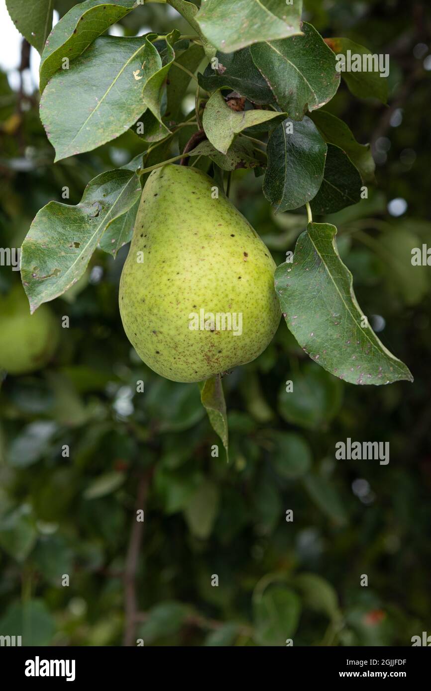 Reife Birnen, die vor grünem Laub am Ast hängen, Früchte im Garten, Seitenansicht, Nahaufnahme Stockfoto