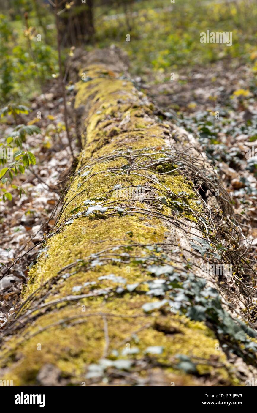 Im Sommer ein gefallener Baum mit Moos im Wald Stockfoto