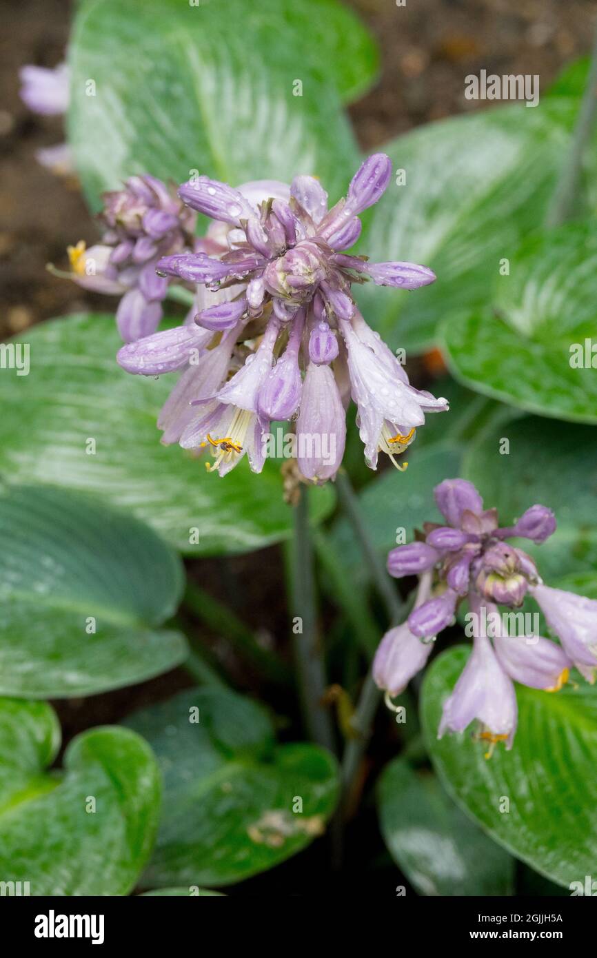 Kleine Hosta 'Blue Mouse Ears' Blume von Miniatur-Hosta Stockfoto