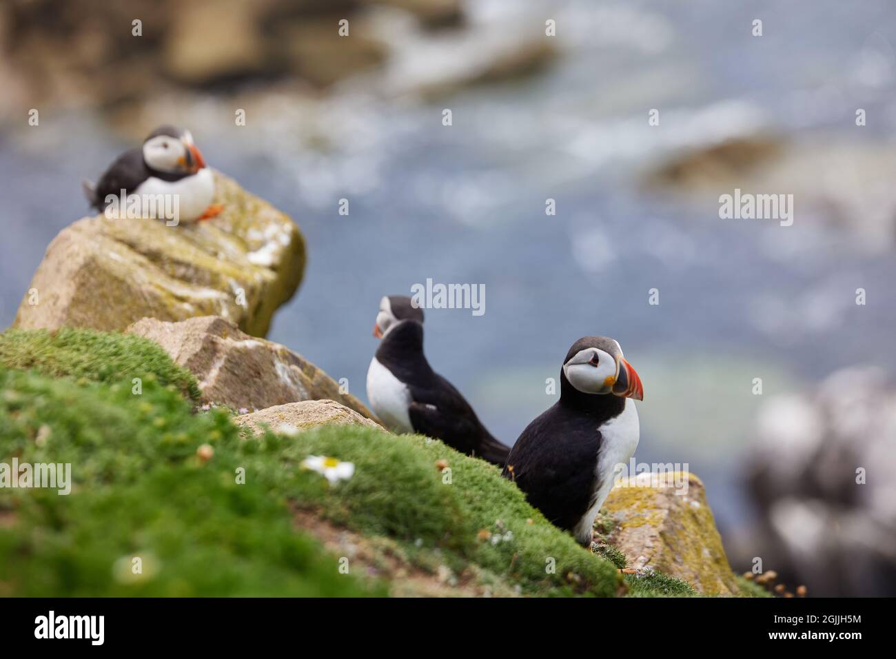 Wild Sea Birds Atlantischer Papageientaucher an der Küste von Saltee Island, Wexford, Irland Stockfoto