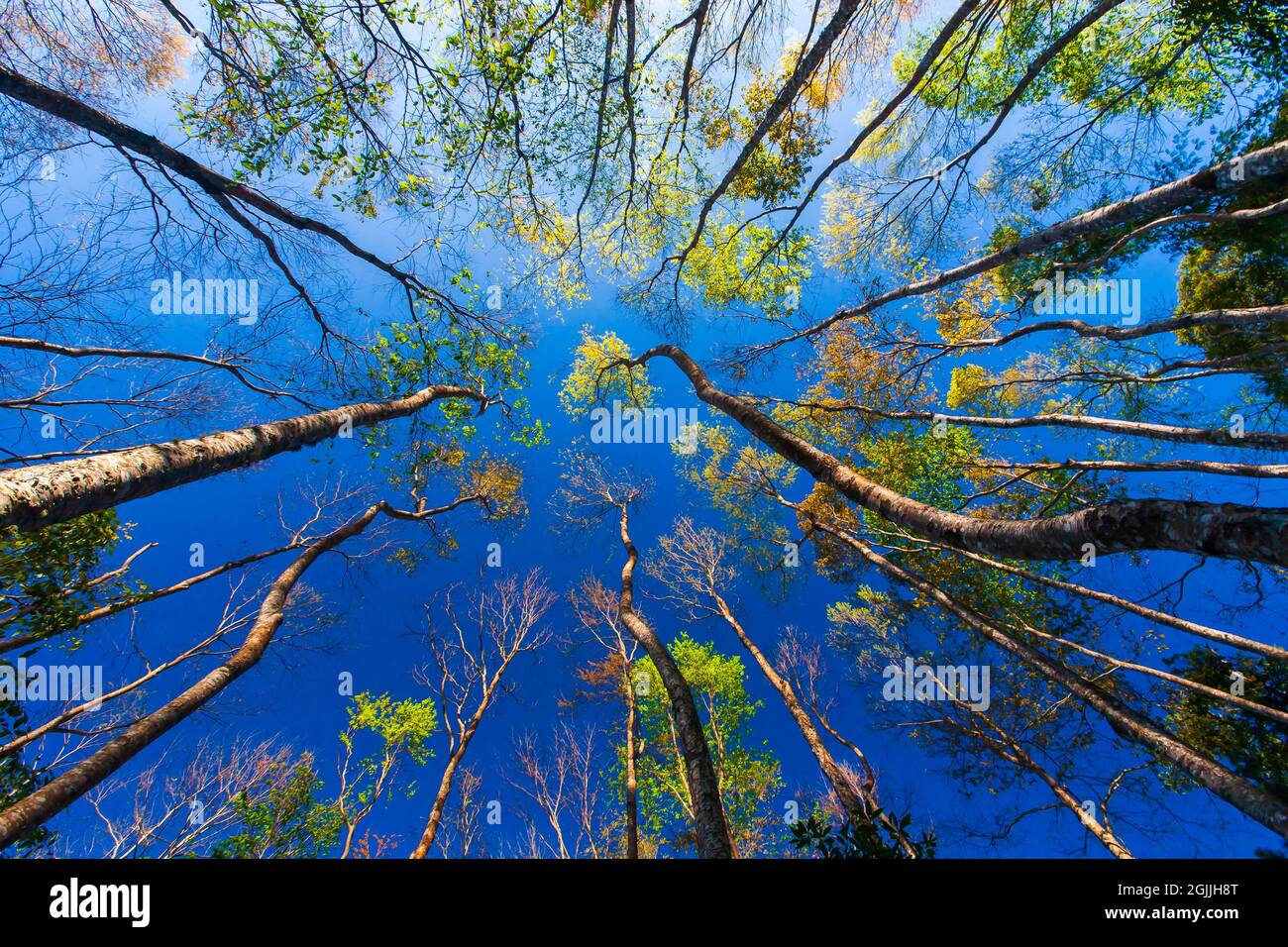 Blick auf den farbenfrohen Wald im Frühling vor dem blauen Himmel. Abstrakte Bäume Äste und bunte Blätter vor blauem Himmel im Hintergrund. Stockfoto