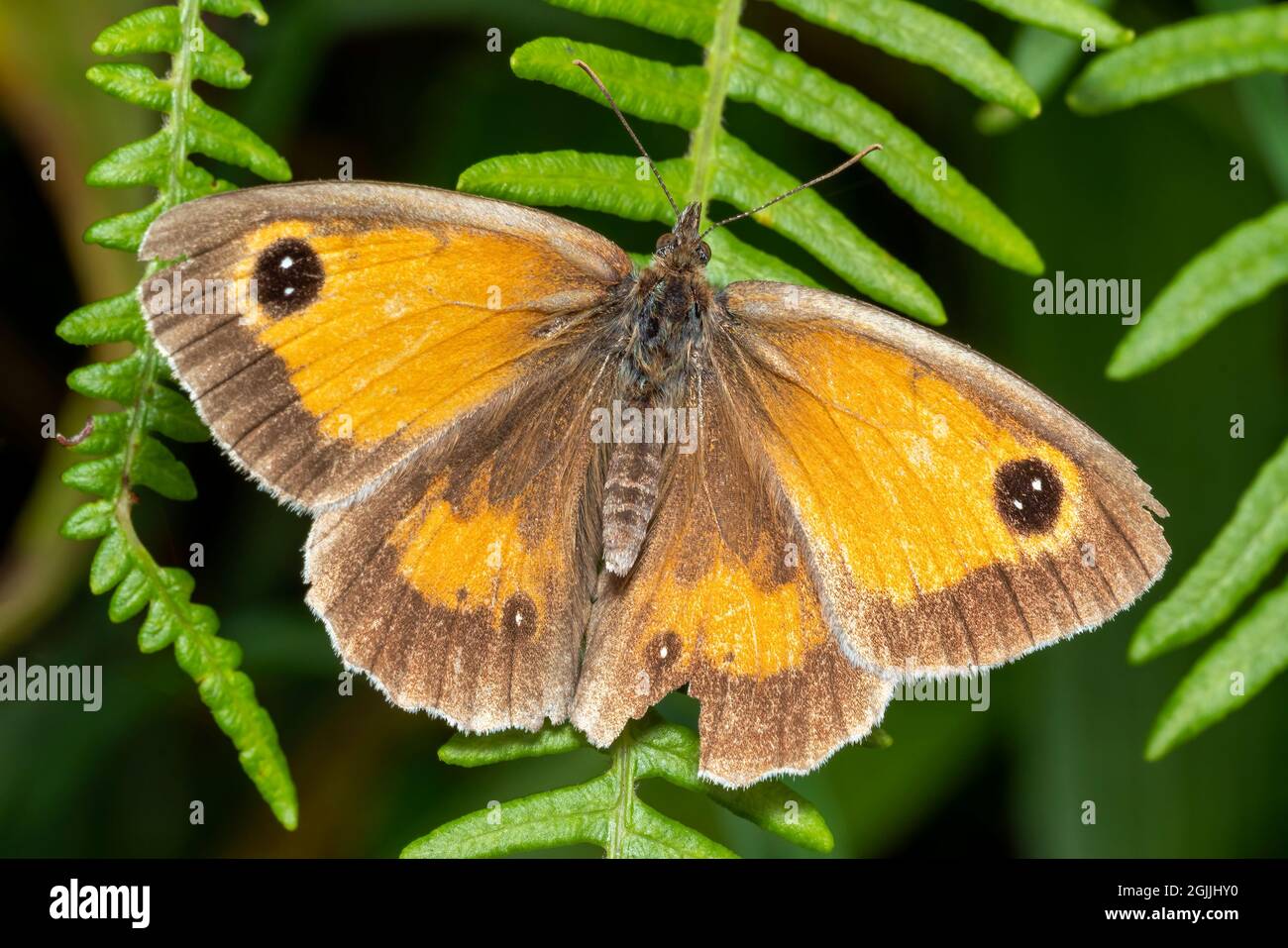 Gatekeeper Butterfly (Pyronia tithonus) ein fliegendes Insekt, das allgemein als Hedge Brown bekannt ist Stockfoto