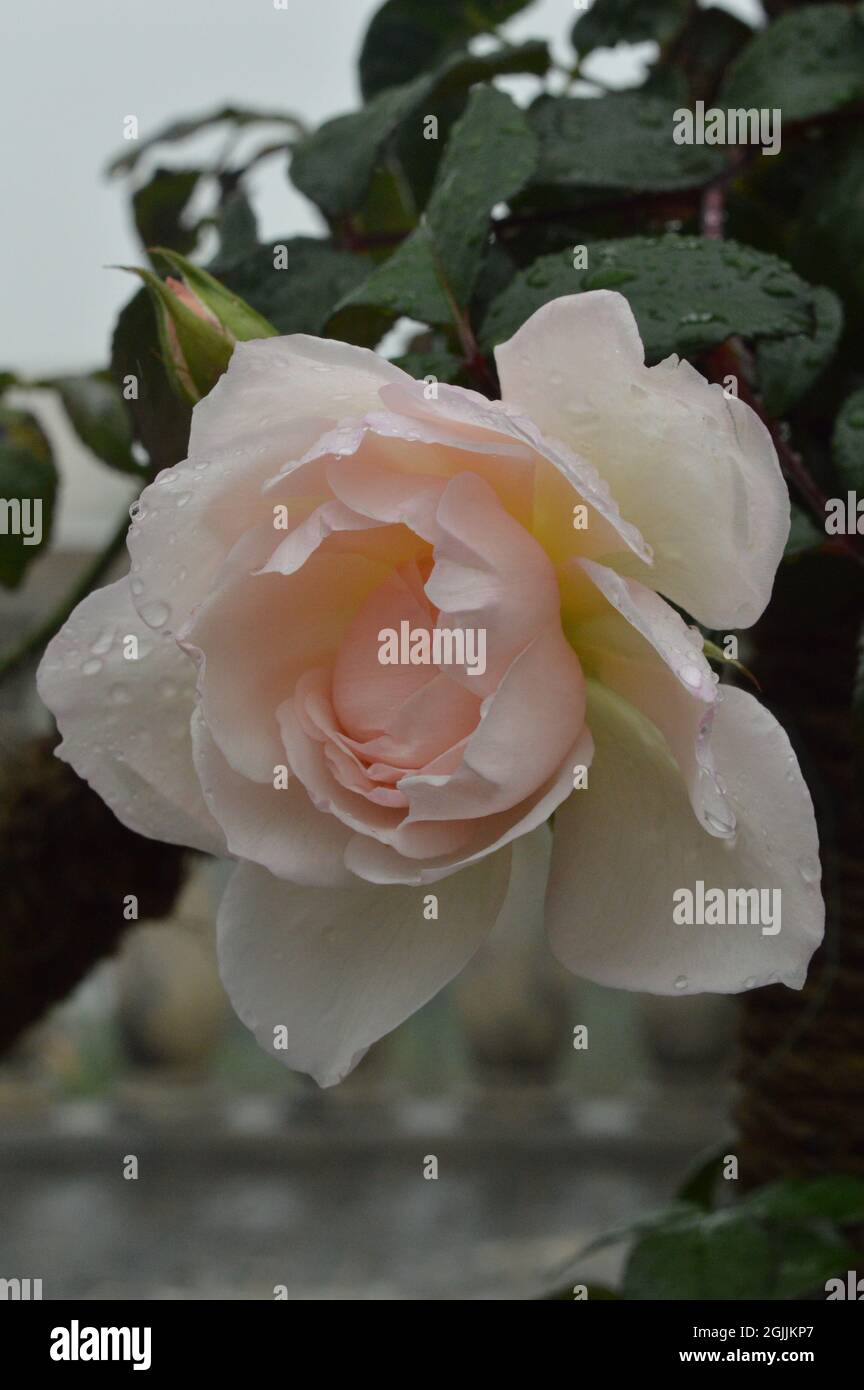 Helle lachsrosa Rose, die unter dem Regen blüht Stockfoto