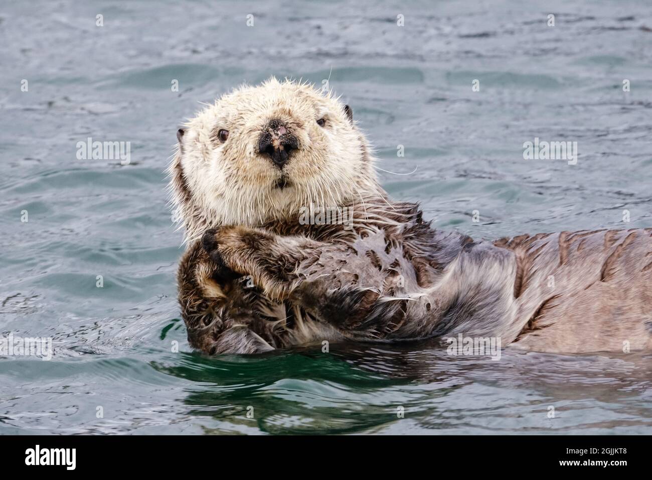 Ein nördlicher Seeotter schwimmt entlang der Kamishak Bay an der City of Homer Port & Harbour Marina in Homer, Alaska. Stockfoto