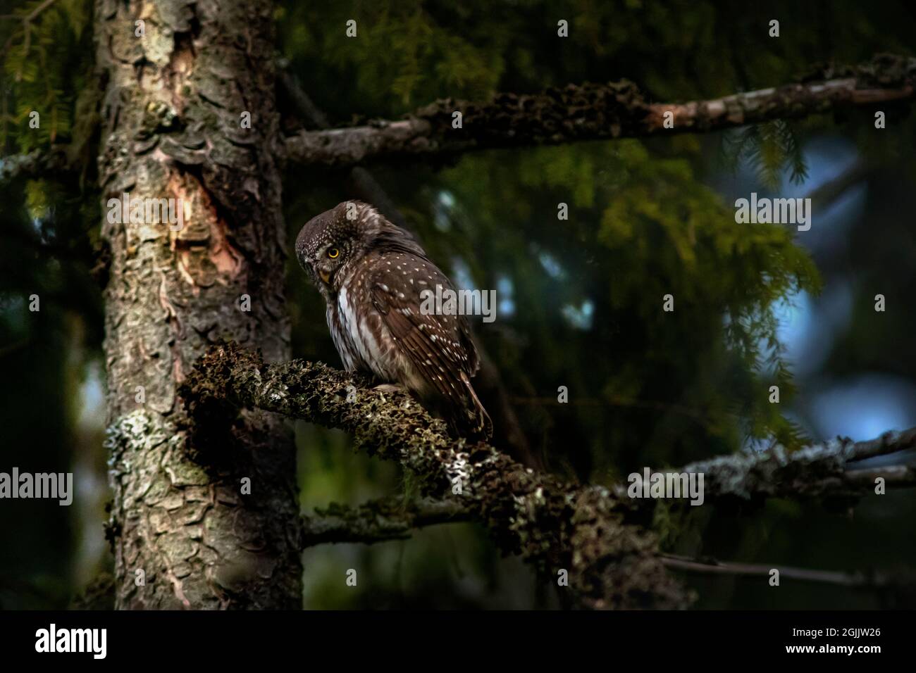 Eurasische Sperlingskauz (Glaucidium Passerinum) Stockfoto