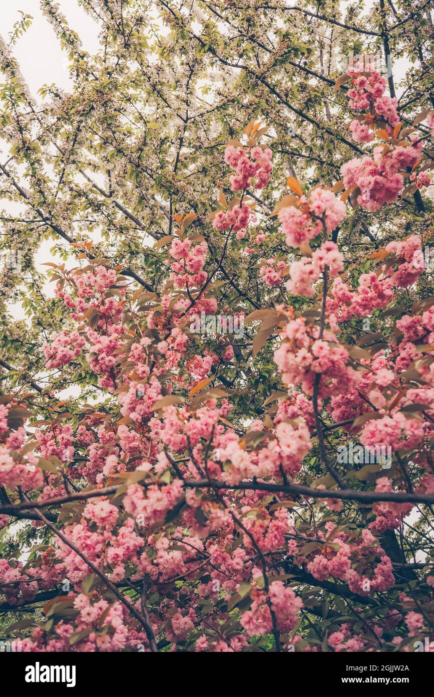 Blick auf den Garten im Frühling mit blühenden Kwanzan-Kirschen und Apfelbäumen Stockfoto