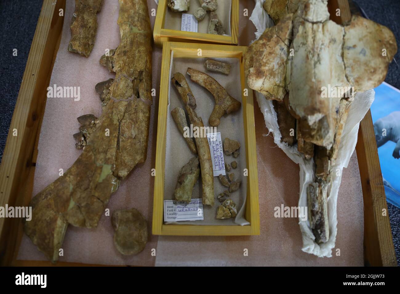 (210910) -- KAIRO, 10. September 2021 (Xinhua) -- Foto zeigt versteinerte amphibische Vierbeiner-Walknochen am Zentrum für Paläontologie der Wirbeltiere der Universität Mansoura in der Provinz Dakahlia, Ägypten, 4. September 2021. Knochenfragmente, darunter ein gebrochener, nicht-menschlicher Großschädel, Unterkiefer, einige isolierte lange krumme Zähne, Rippen und Wirbel, die vor 43 Millionen Jahren entstanden sind, gehören zu einem uralten amphibischen Vierbeiner. Die Entdeckung, die aus Gesteinen in der Depression in der westlichen Wüste Ägyptens ausgegraben wurde, gilt als wissenschaftlicher Sprung in der Paläontologie und Zoologie und hilft dabei, die Geschichte der nachzuvollziehen Stockfoto