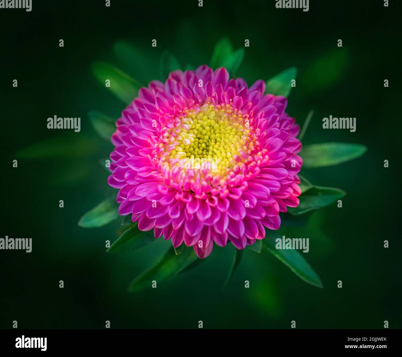 Blume Stockfoto