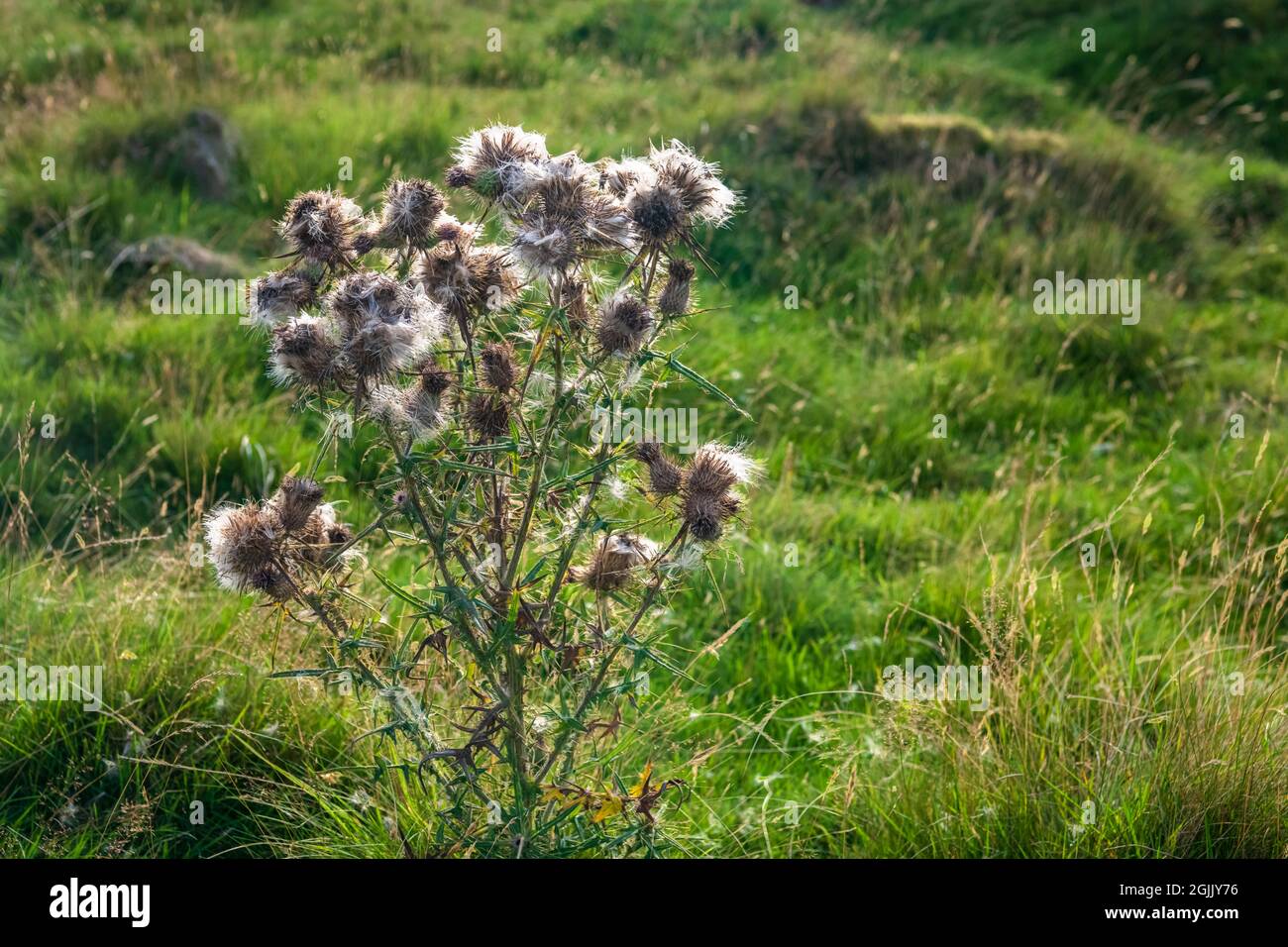 Ein helles 3-Schuss-HDR-Bild von The Common Thistle, Cirsium vulgare, auch bekannt als Bull oder Spear Thistle auf Orton Scar, Cumbria, England. 06. September 2021 Stockfoto