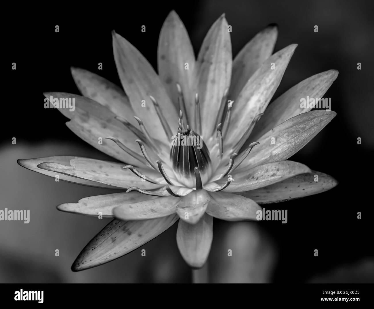 Graustufen einer schönen blühenden Blume Stockfoto