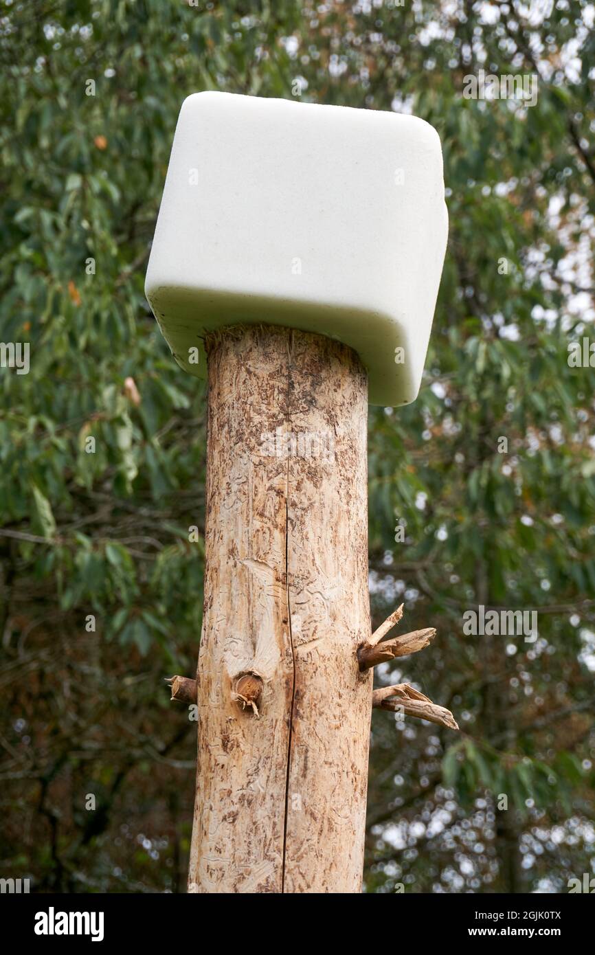 Ein Mineral lecken, Reh-lecken Salz für Tier. Stockfoto