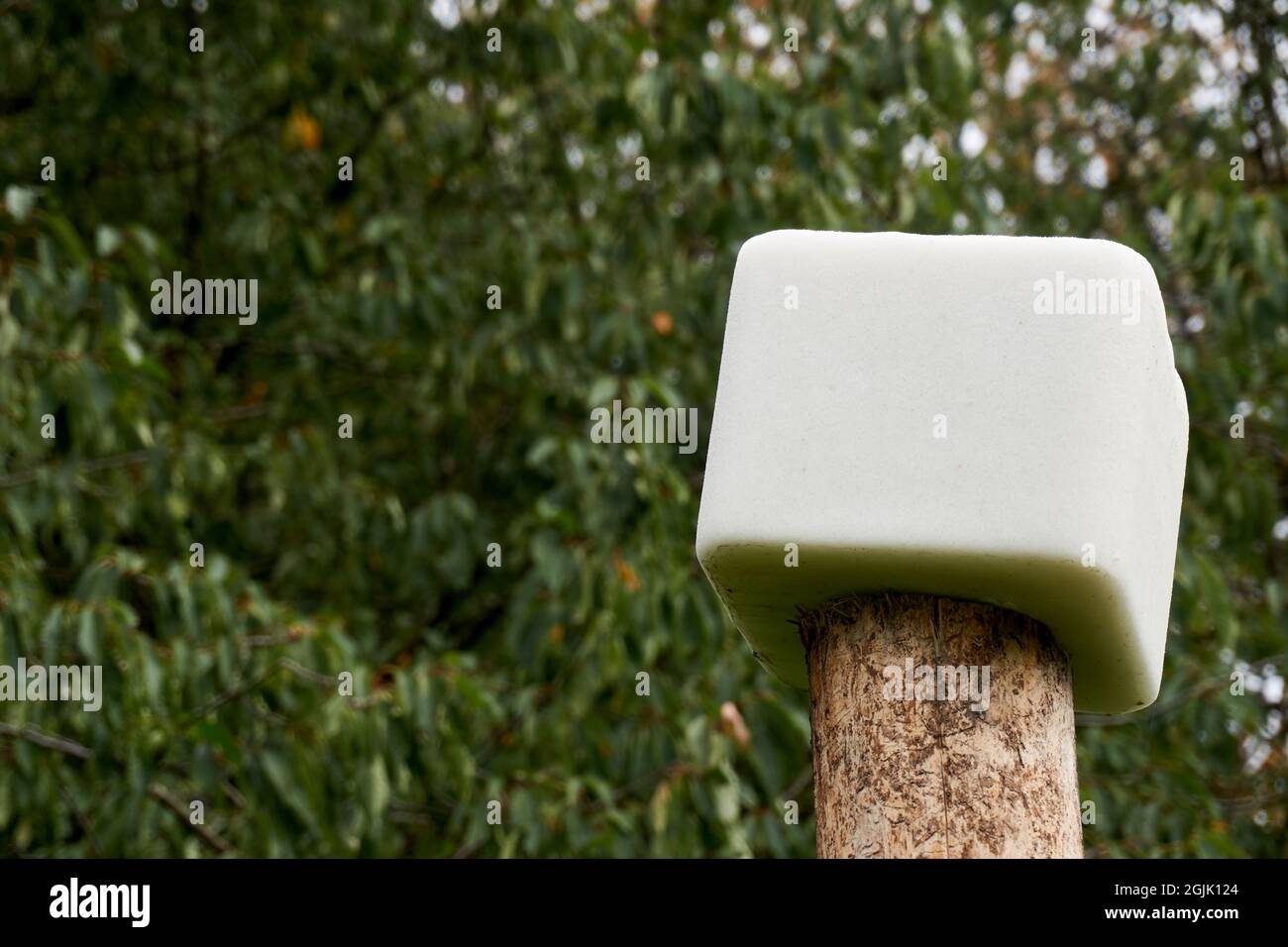 Ein Mineral lecken, Reh-lecken Salz für Tier. Stockfoto