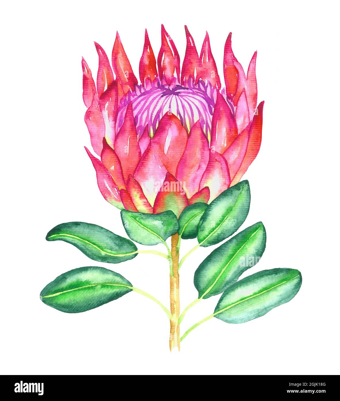 Protea cynaroides (König protea, Riese protea, Honigtopf, König Zucker Busch) Blume rosa Blüten und grünen Blättern, handbemalte Aquarell-Illustration Stockfoto