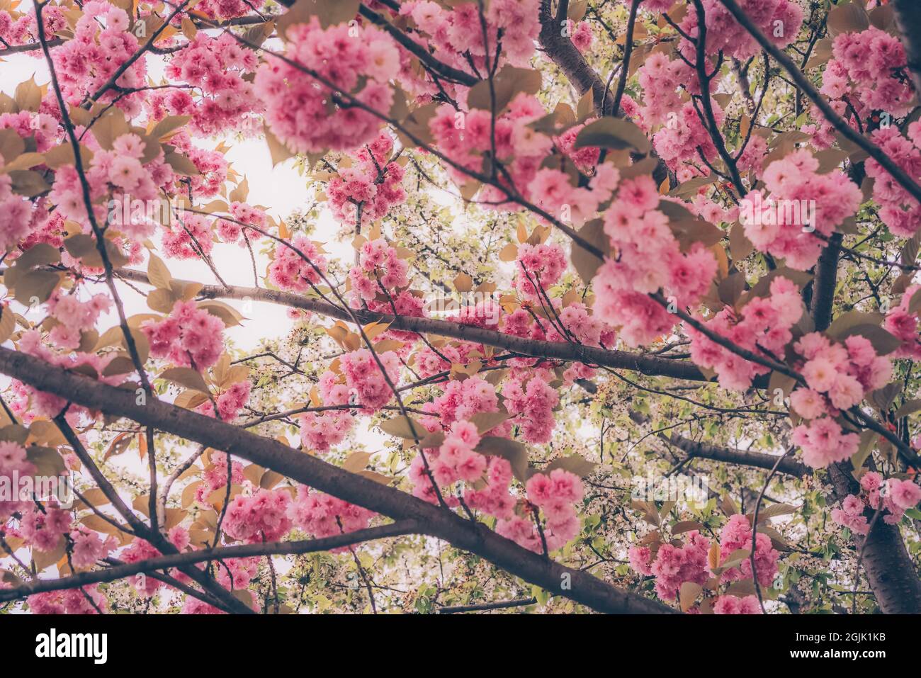 Konzentrieren Sie sich auf den Vordergrund kwanzan Kirschbaumblüten und weißen Apfelbaumblüten rosa romantischen Frühling Hintergrund Stockfoto