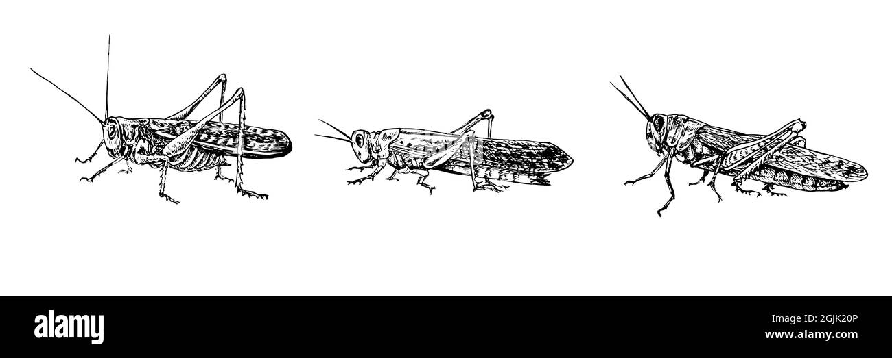 Marokkanische Heuschrecke (Dociostaurus maroccanus), Wüstenheuschrecke (Schistocerca gregaria), wandernde Heuschrecke (Locusta migratoria), Seitenansicht sitzend Stockfoto