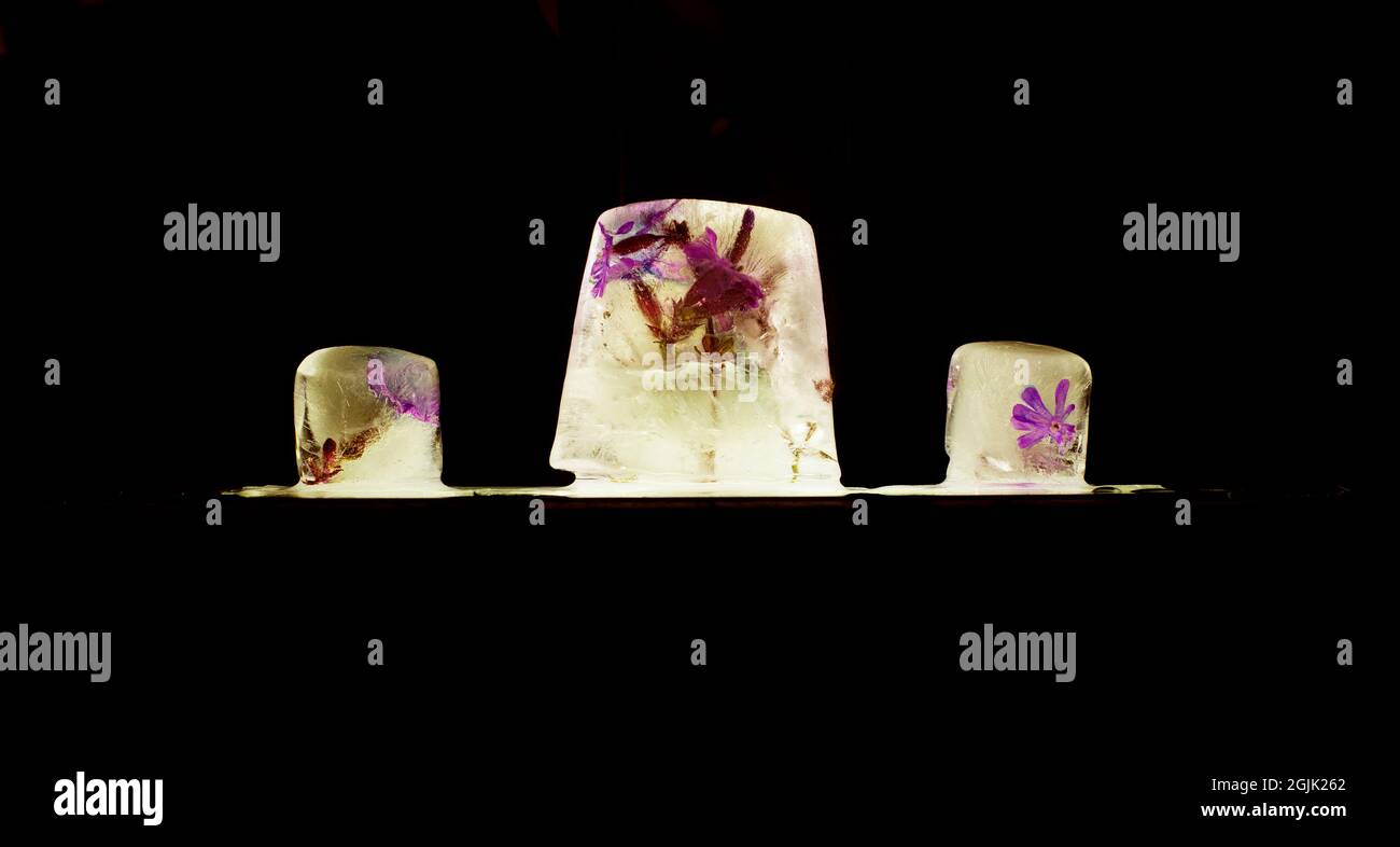 Blumen im Eis Stockfoto