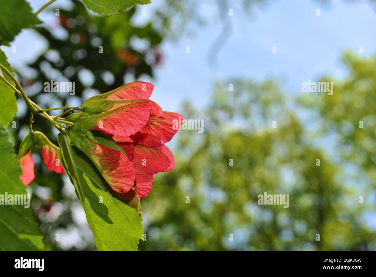 Bärtiger Ahorn (Acer Barbinerve) leuchtend rote Samen samaras Nahaufnahme Detail, weiche verschwommene grüne Blätter und blauer Himmel Hintergrund Stockfoto