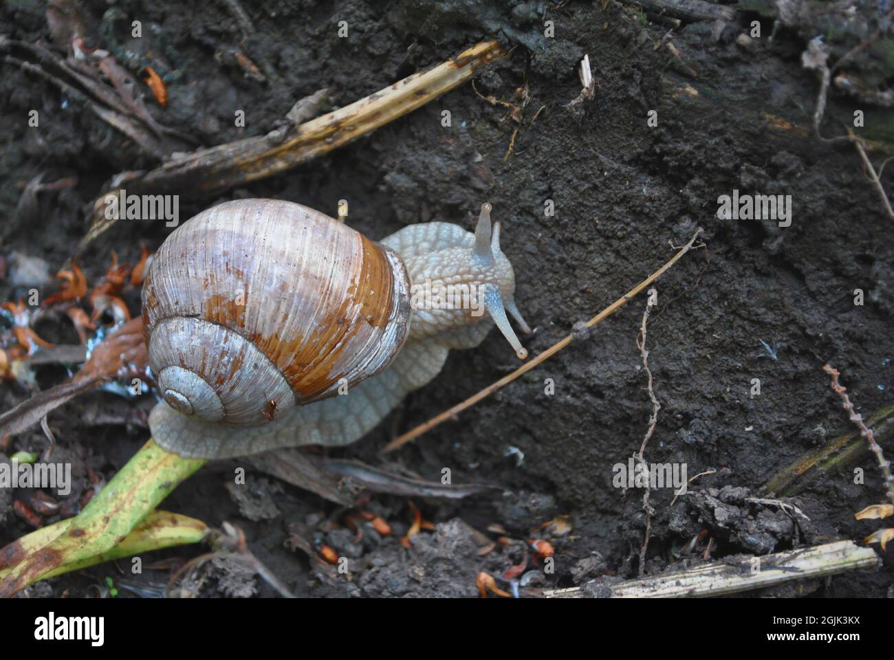 Große römische Schnecke (Helix pomatia Linnäus, Burgunder Schnecke, essbare Schnecke, Escargot) kriechend auf dem Boden, Draufsicht Stockfoto