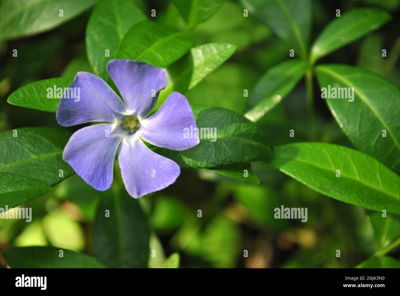 Vinca major (große Periwinkle, große Periwinkle, größere Periwinkle, blaue Periwinkle) Blüte, grüner Blatthintergrund, Nahaufnahme Stockfoto