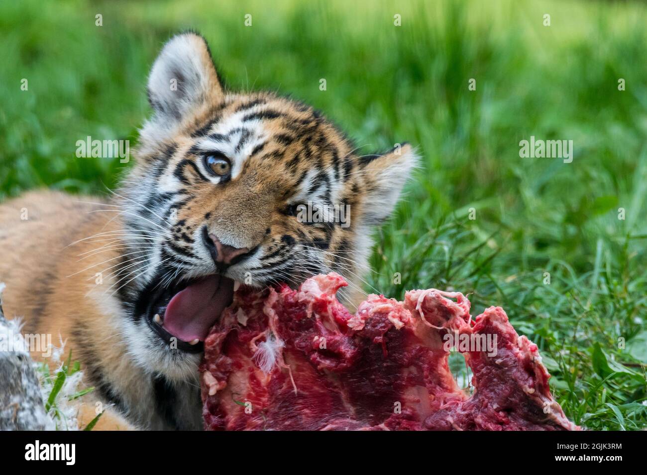 Sibirischer Tiger (Panthera tigris altaica) Junge, der im Zoo große Fleischstücke isst Stockfoto