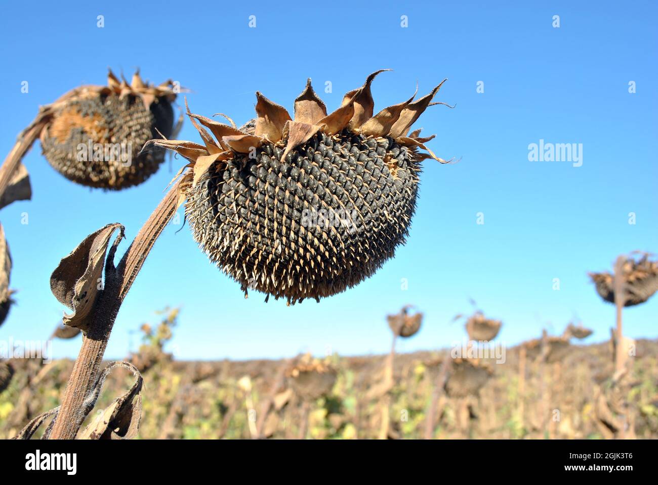 Trockene reife Sonnenblumen Nahaufnahme Detail, blau hellen Himmel und Feld weich verschwommen Hintergrund Stockfoto