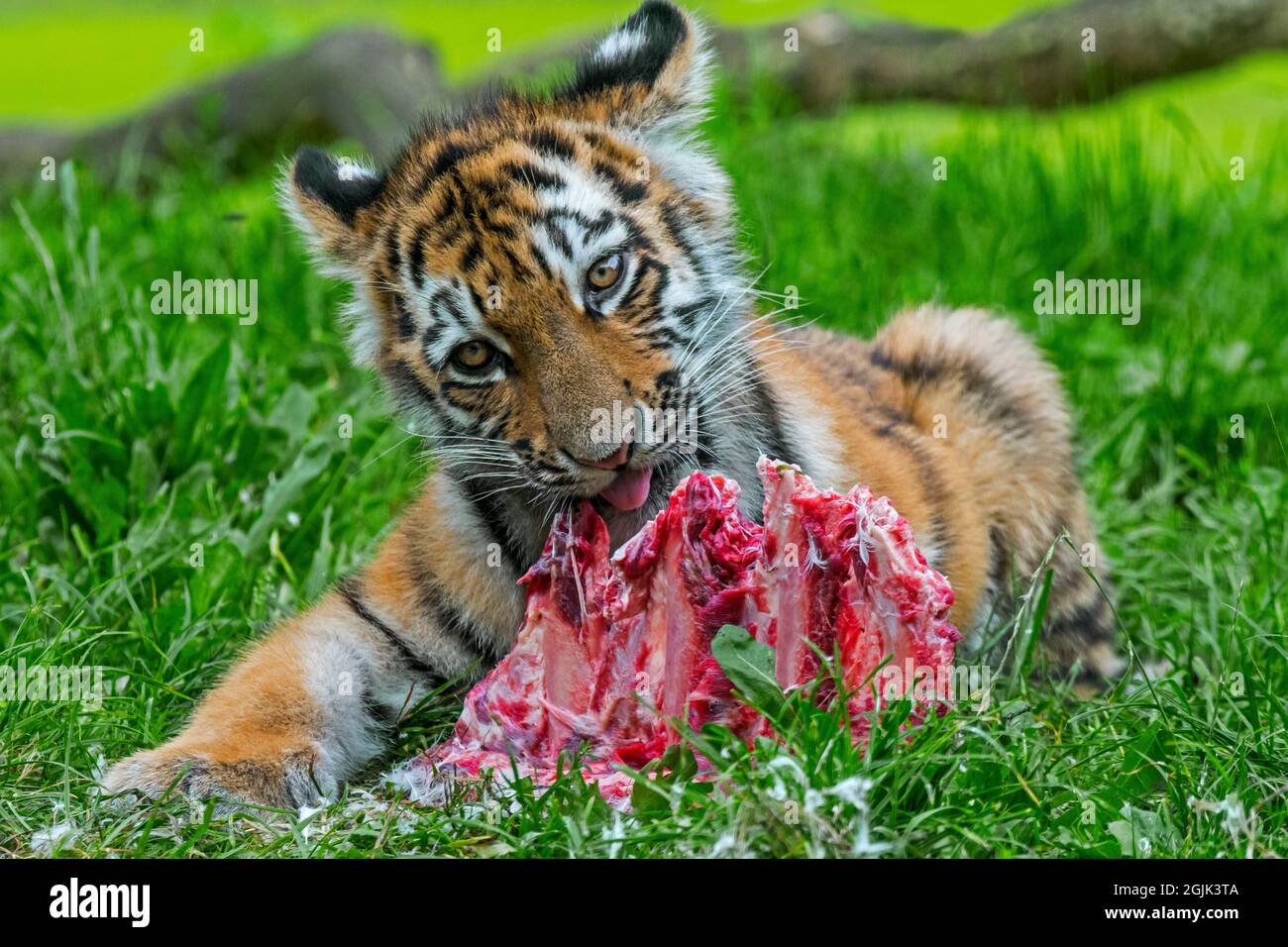 Sibirischer Tiger (Panthera tigris altaica) Junge, der im Zoo große Fleischstücke isst Stockfoto