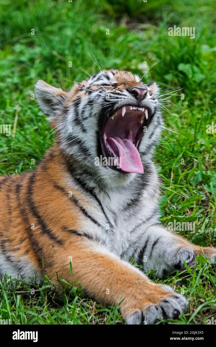 Sibirischer Tiger (Panthera tigris altaica), ein Junge, der sich gähnt und Reißzähne im offenen Mund zeigt Stockfoto