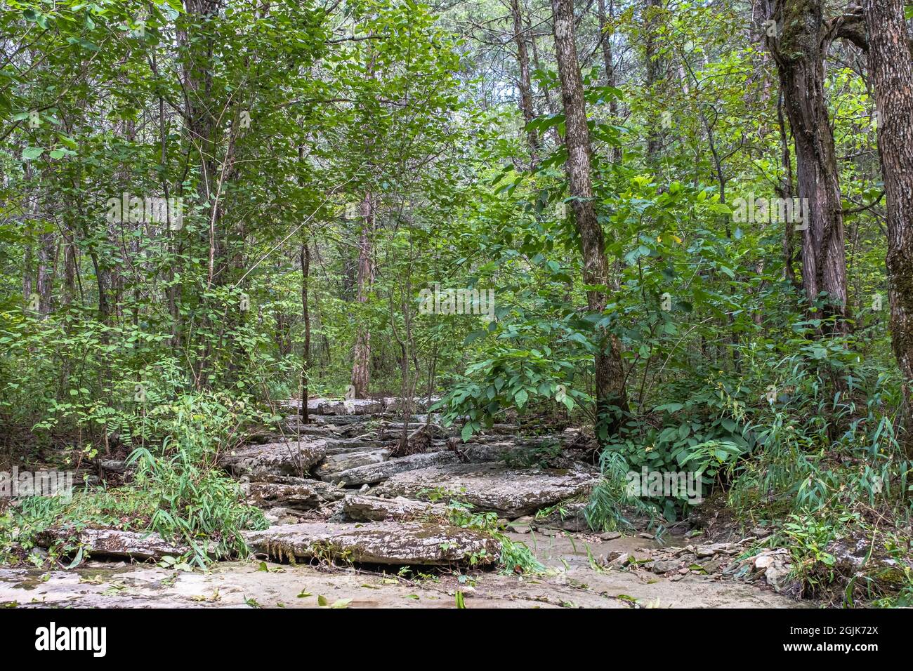 Kalksteinplatten entlang des Pfades bei der Wangen Bend Wildlife Management Unit, Tennessee, USA Stockfoto