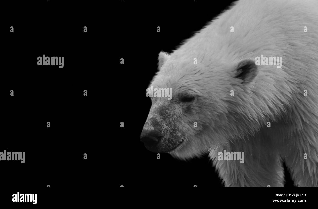 Großer Und Schwerer Weißer Eisbär Auf Schwarzem Hintergrund Stockfoto
