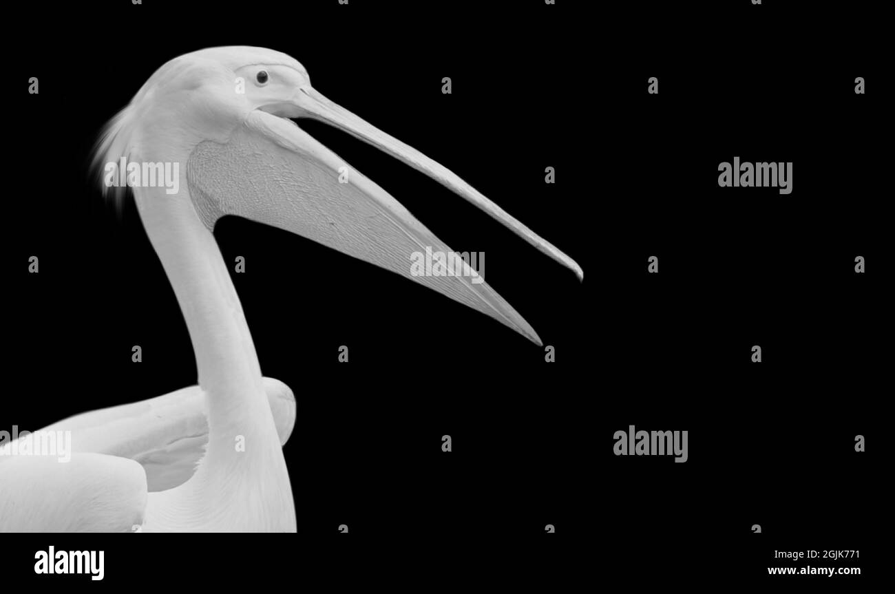 Großer Weißer Pelikanvögel Auf Dem Schwarzen Hintergrund Stockfoto