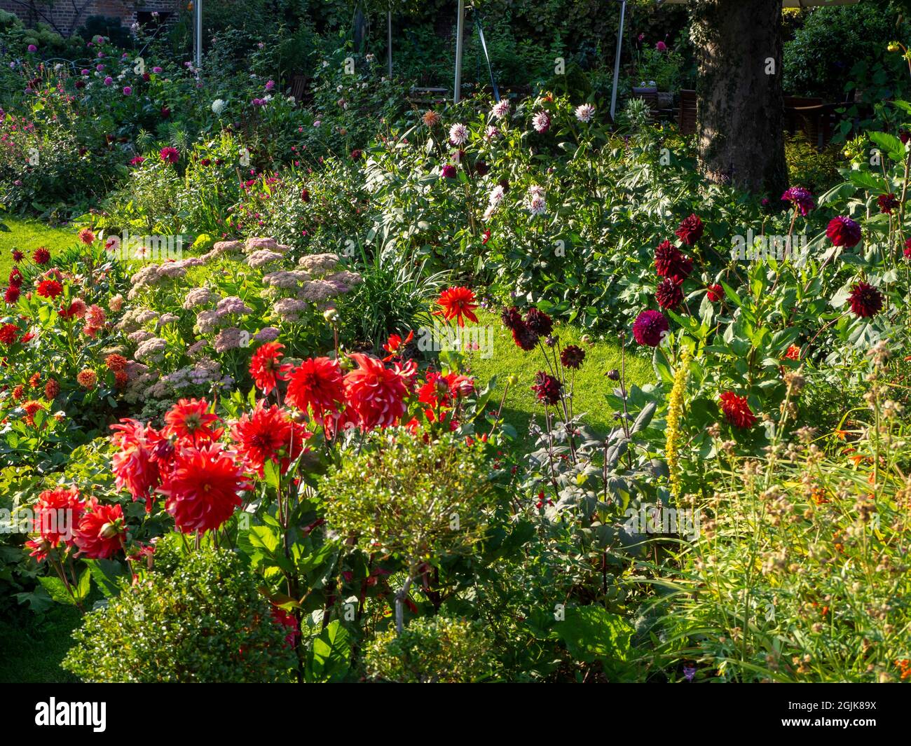 Dahlia 'Red Labyrinth' im Chenies Manor Sunken Garden.. Lebendige, hinterleuchtete Blütenblätter auf diesen großen dekorativen Dahlien, auch 'Rebecca's World'. Stockfoto