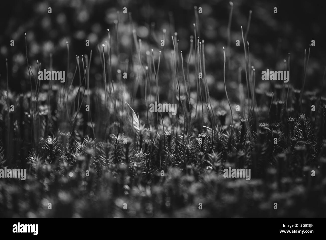 Feuermoos (Ceratodon pureus)-Sporangie in geringer Tiefenschärfe. Monochromatische Aufnahme im botanischen Garten von Helsinki. Stockfoto