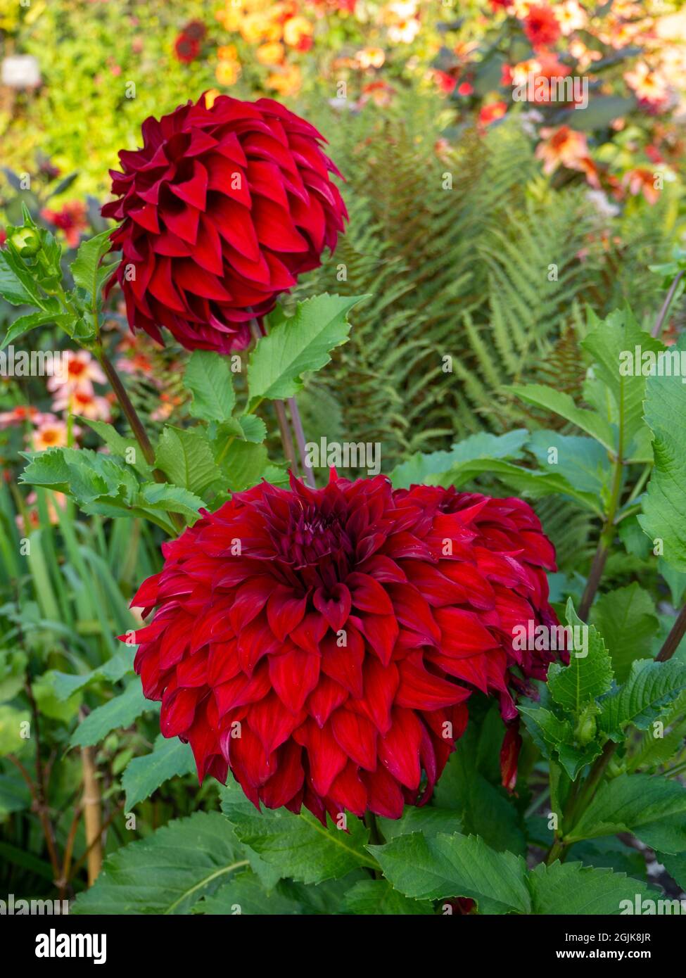 Dahlia 'Spartacus'; eine tiefrote, beeindruckende Blüte im Chenies Manor Sunken Garden, Buckinghamshire.im Hintergrund Dahlia 'Totally Tangerine'. Stockfoto
