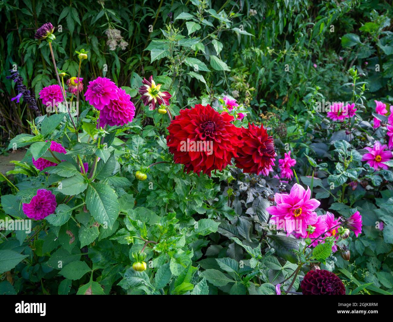 Leuchtend rote Dahlia 'Spartacus, Dahlia 'Purple Fox', Dahlia 'Fascination' im Chenies Manor Sunken Garden, Buckinghamshire. Stockfoto